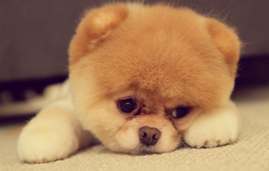 Harga Anjing Mini Pom: 3+ Perbedaan Dengan Pomeranian